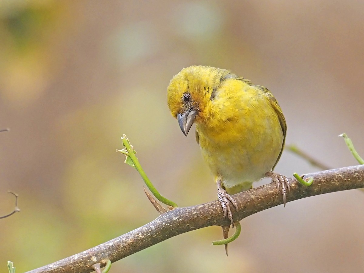 Rüppell's Weaver - ML639156265