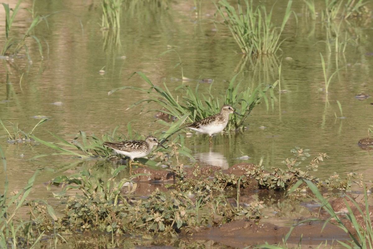 Least Sandpiper - ML639156304