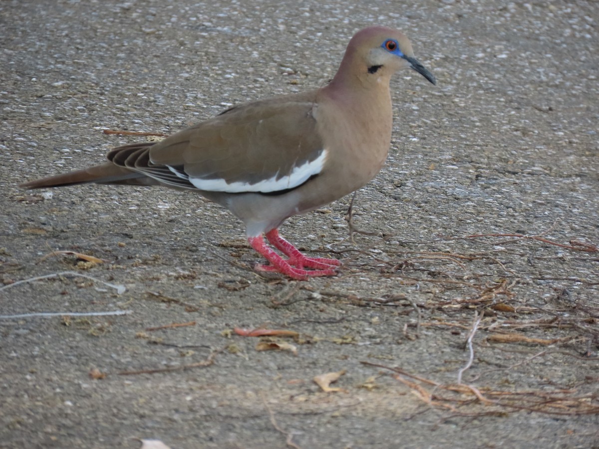 White-winged Dove - ML639156324