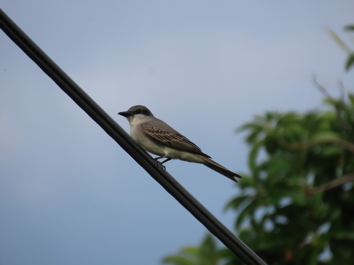 Gray Kingbird - ML639156340
