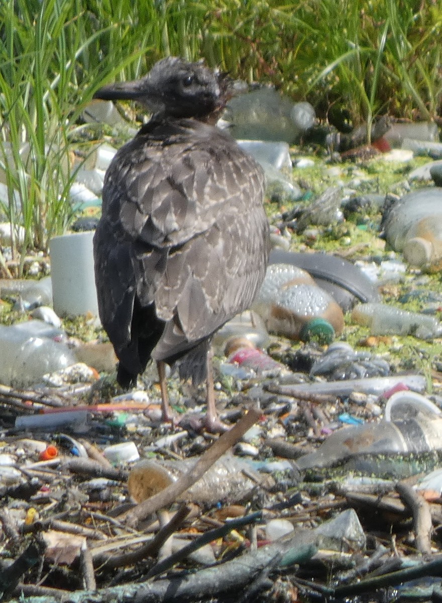goéland ou mouette sp. - ML639156394