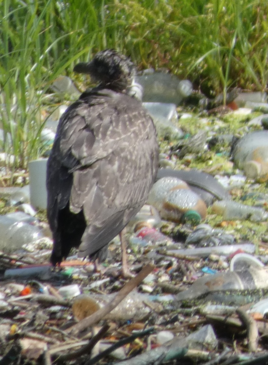 goéland ou mouette sp. - ML639156396