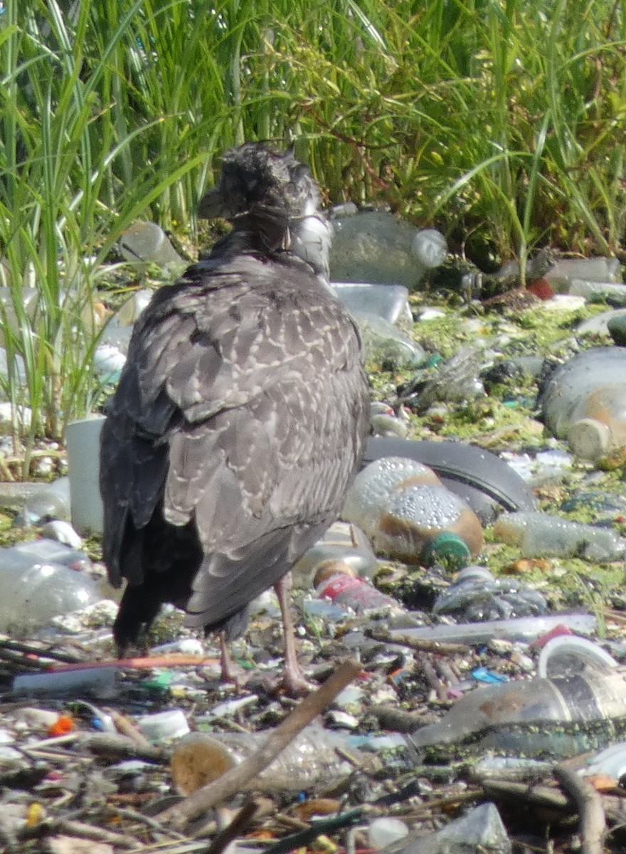 goéland ou mouette sp. - ML639156399