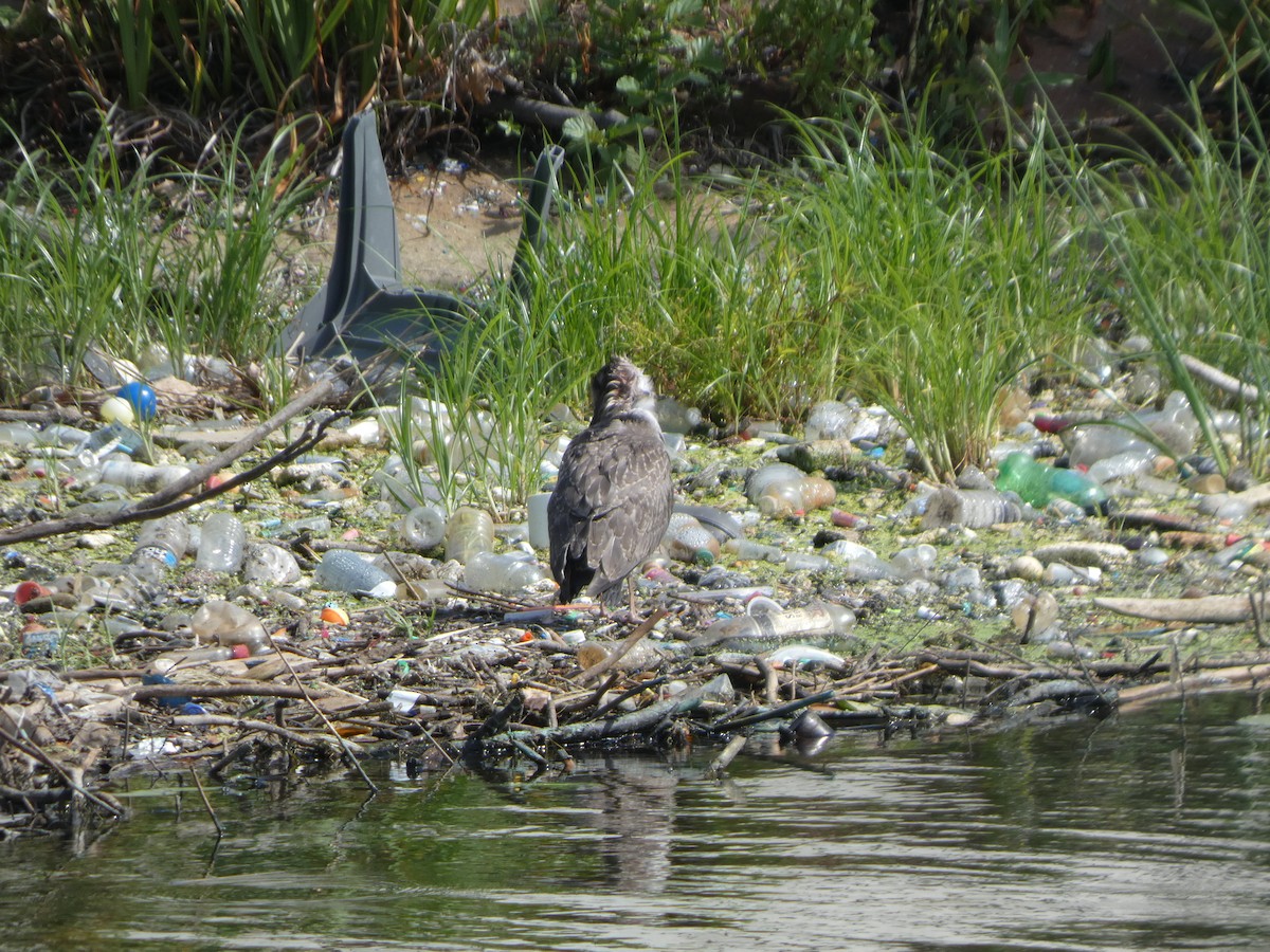 goéland ou mouette sp. - ML639156448
