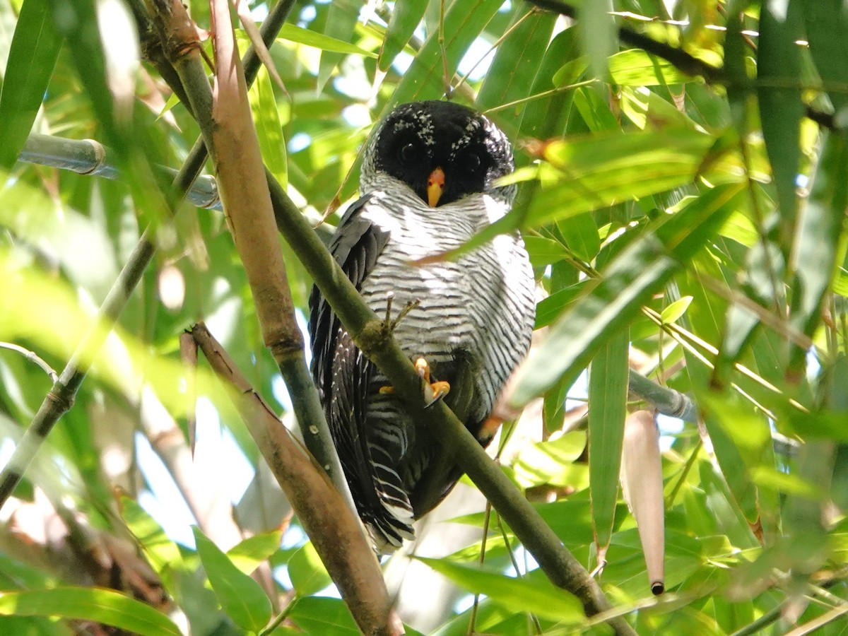Black-and-white Owl - ML639156456