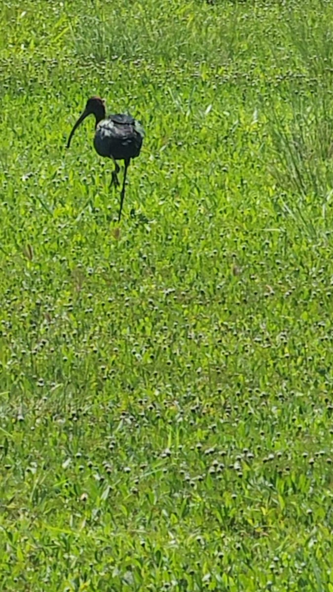 Glossy Ibis - ML639156537