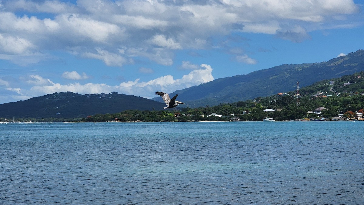 Brown Pelican - ML639156550