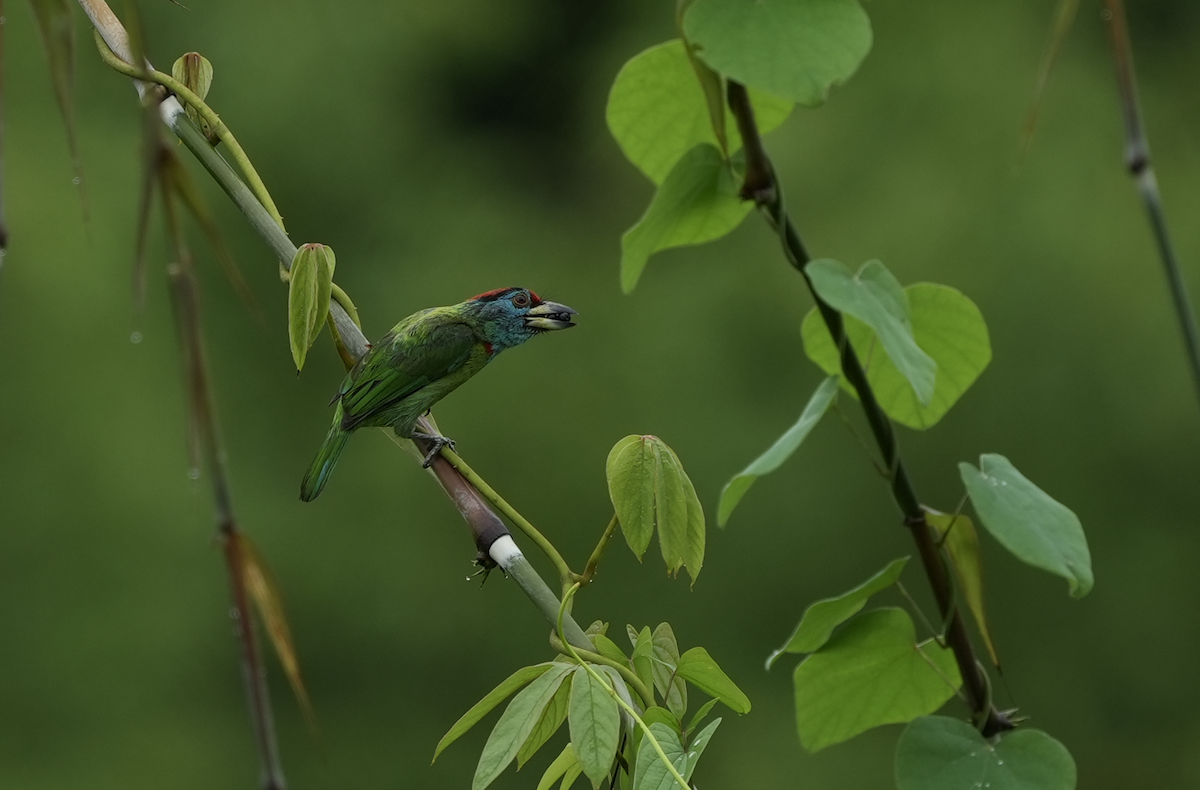 Blue-throated Barbet - ML639156643