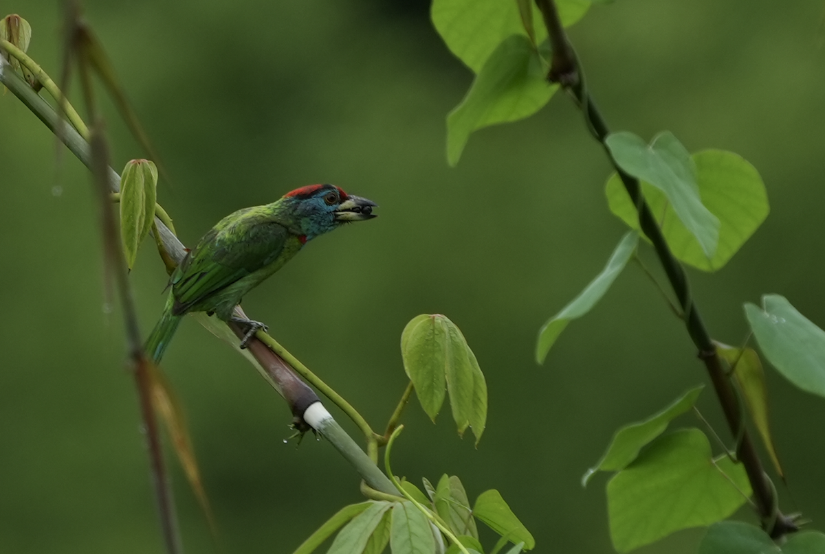 Blue-throated Barbet - ML639156644