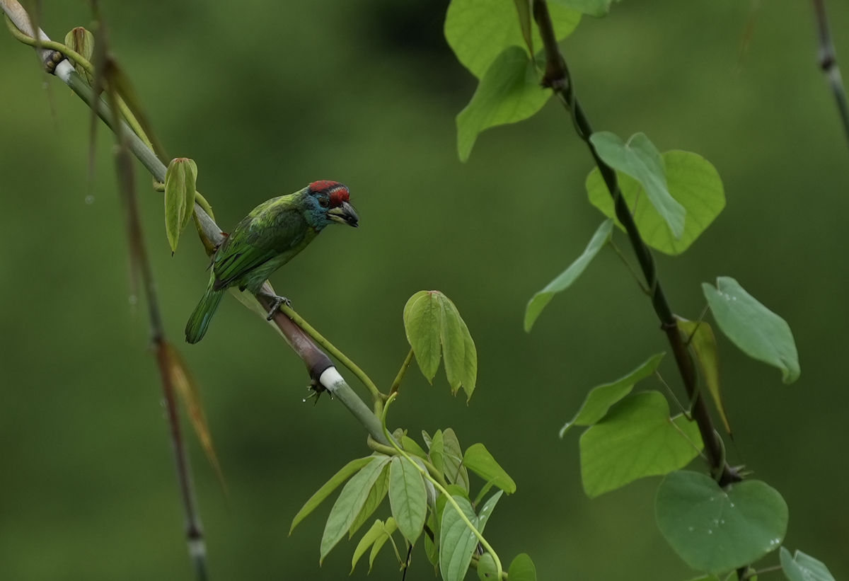 Blue-throated Barbet - ML639156645