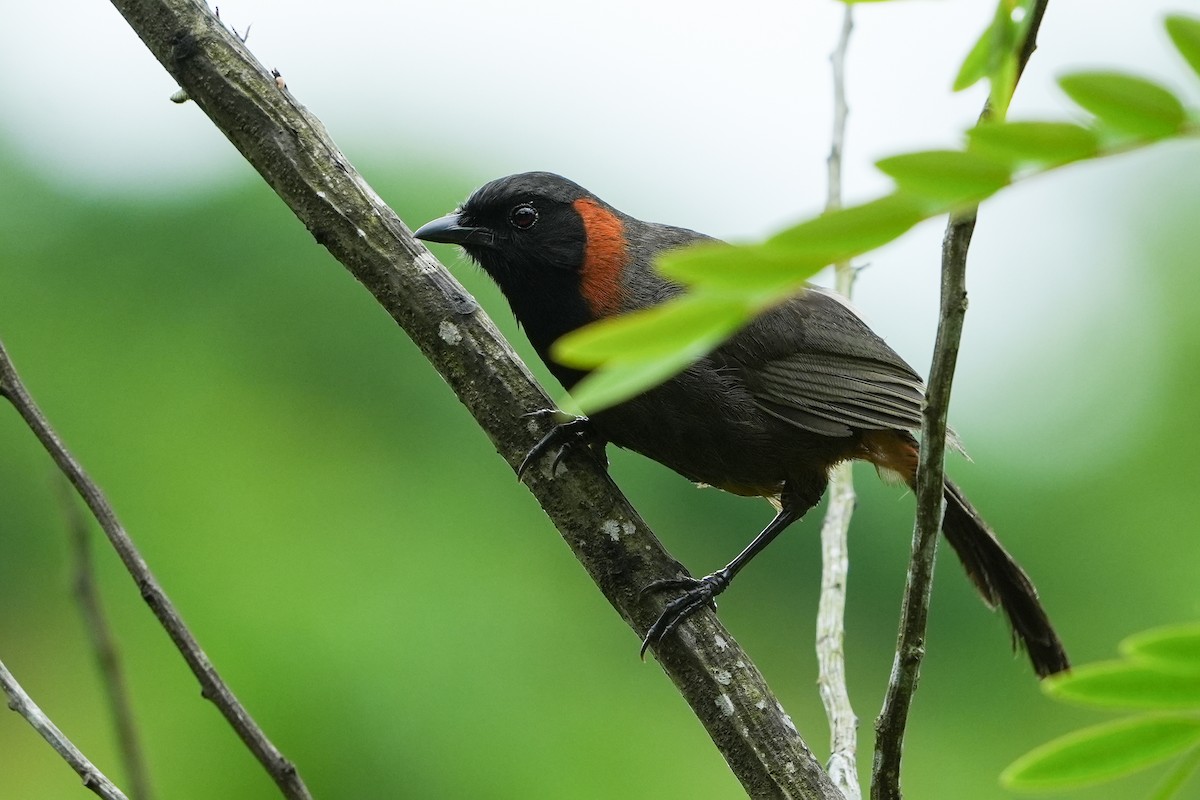 Rufous-necked Laughingthrush - ML639156748