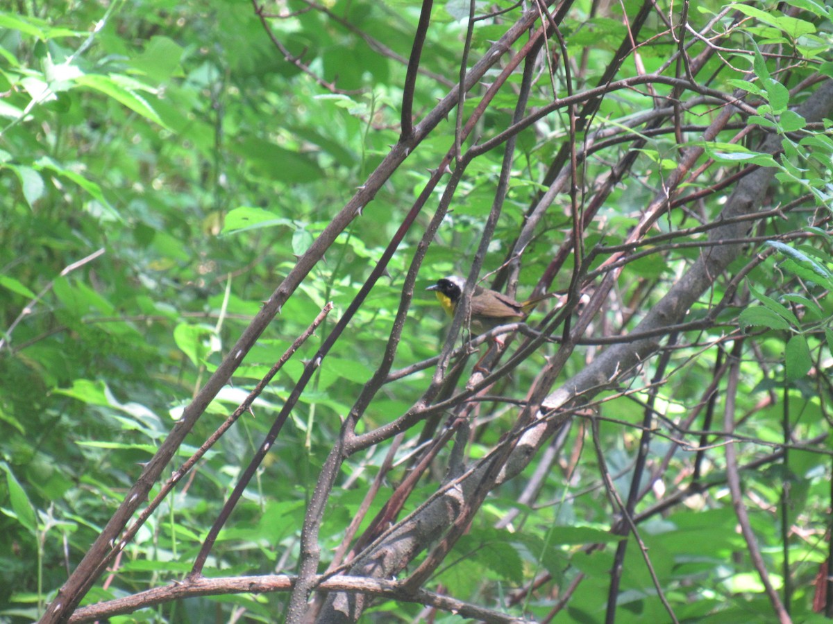 Common Yellowthroat - ML639156804