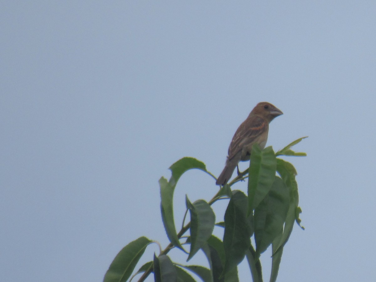 Blue Grosbeak - ML639156807