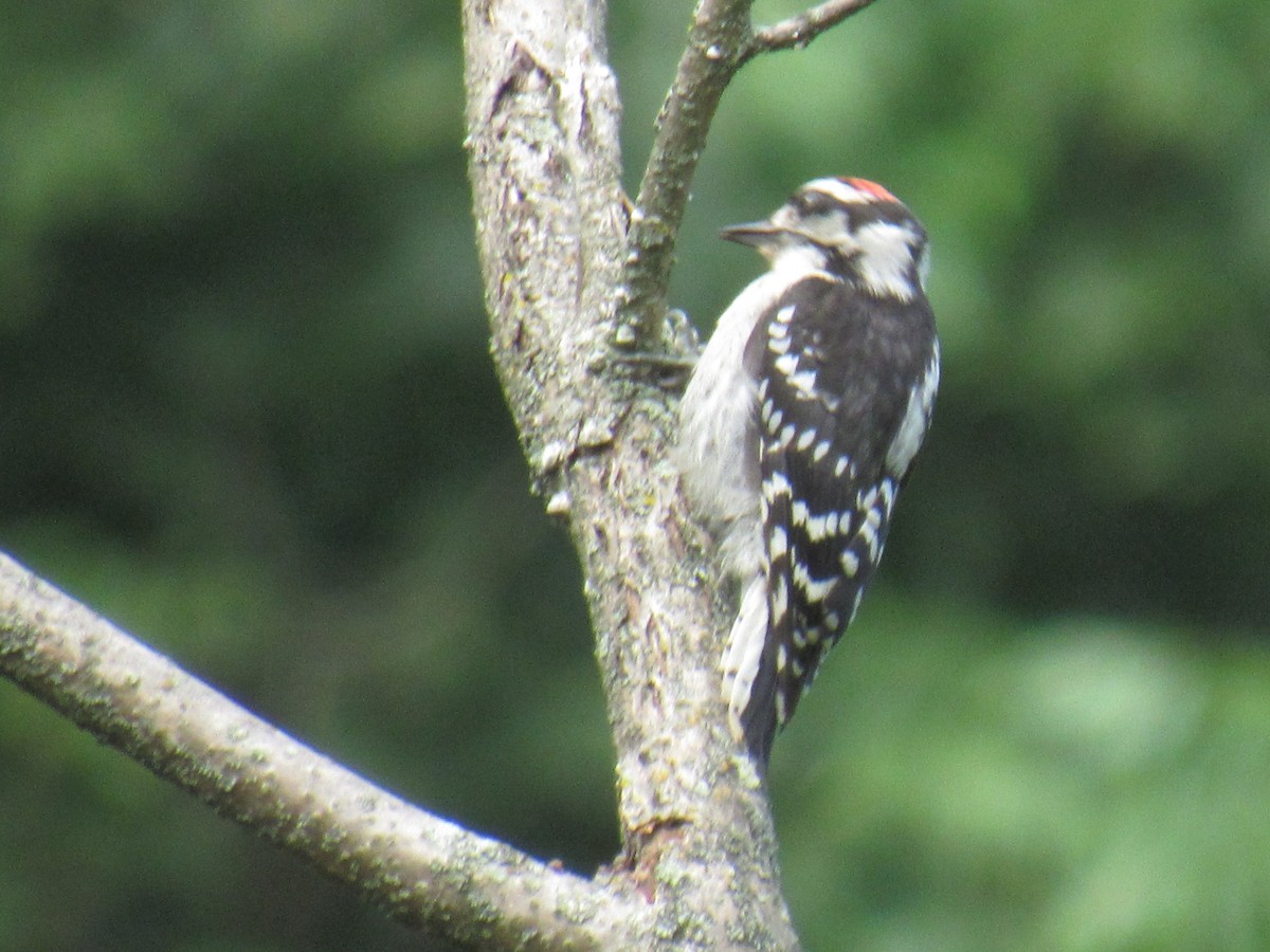 Downy Woodpecker - ML639156830