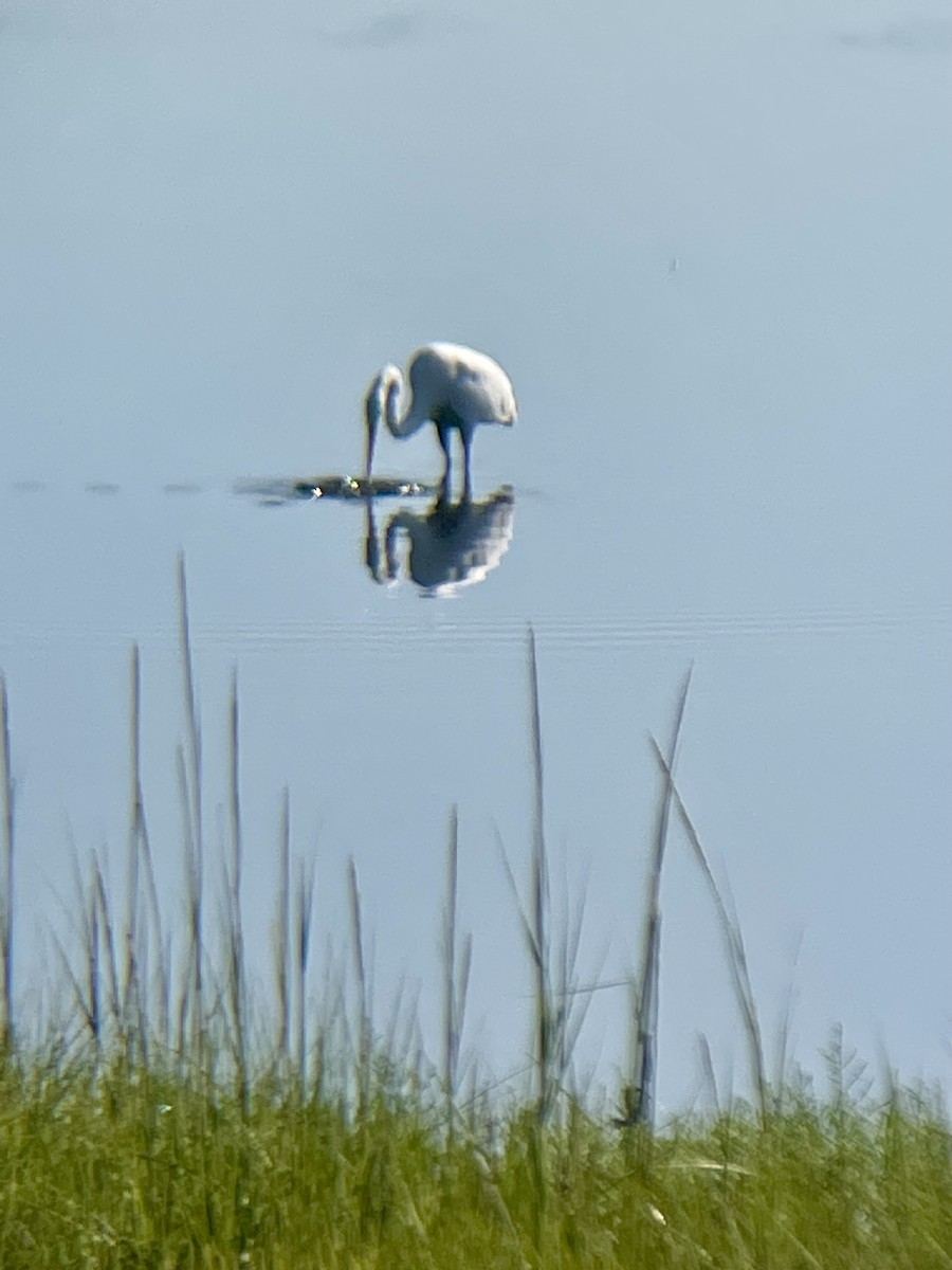 Great Egret - ML639156857