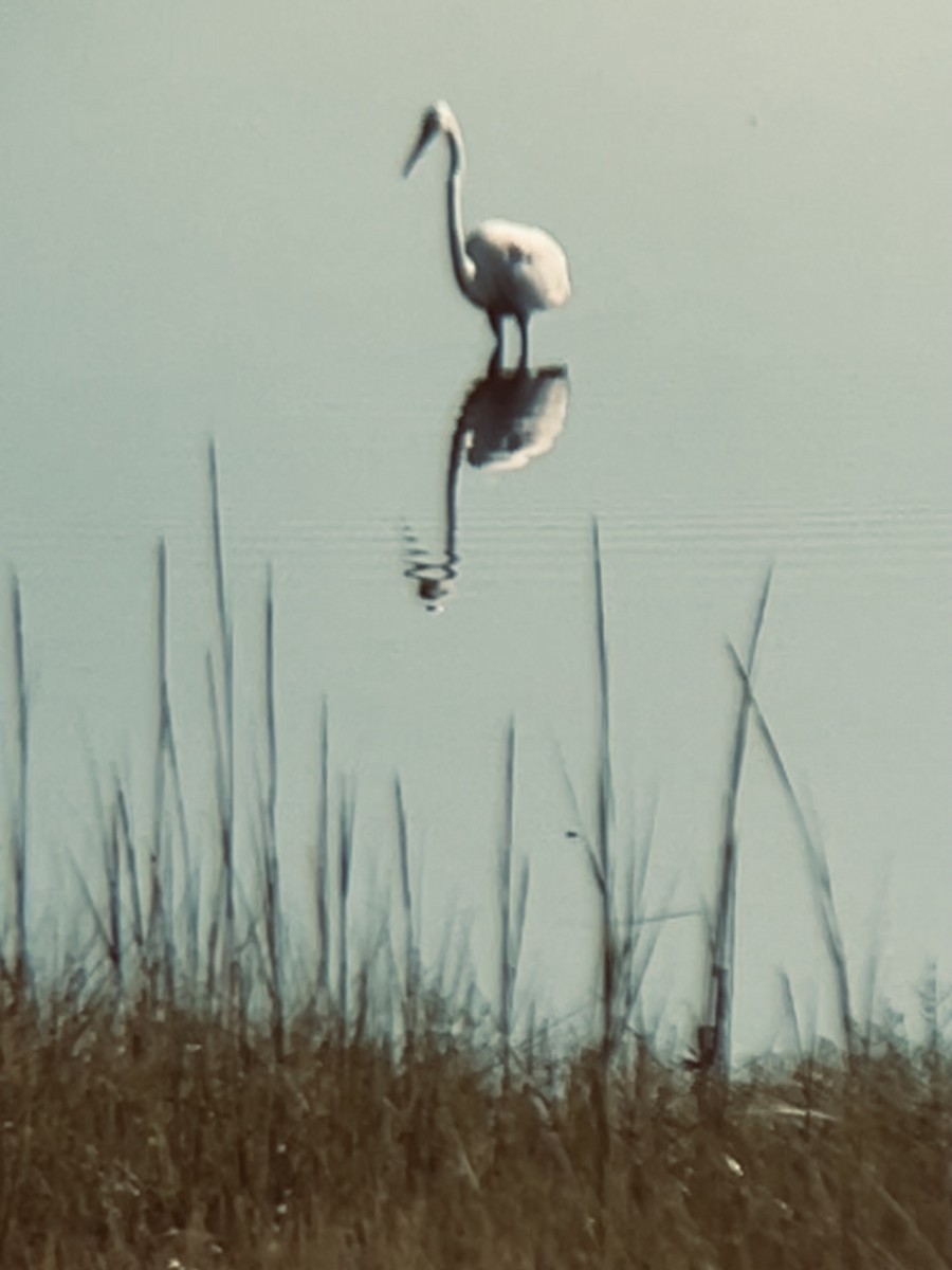 Great Egret - ML639156858