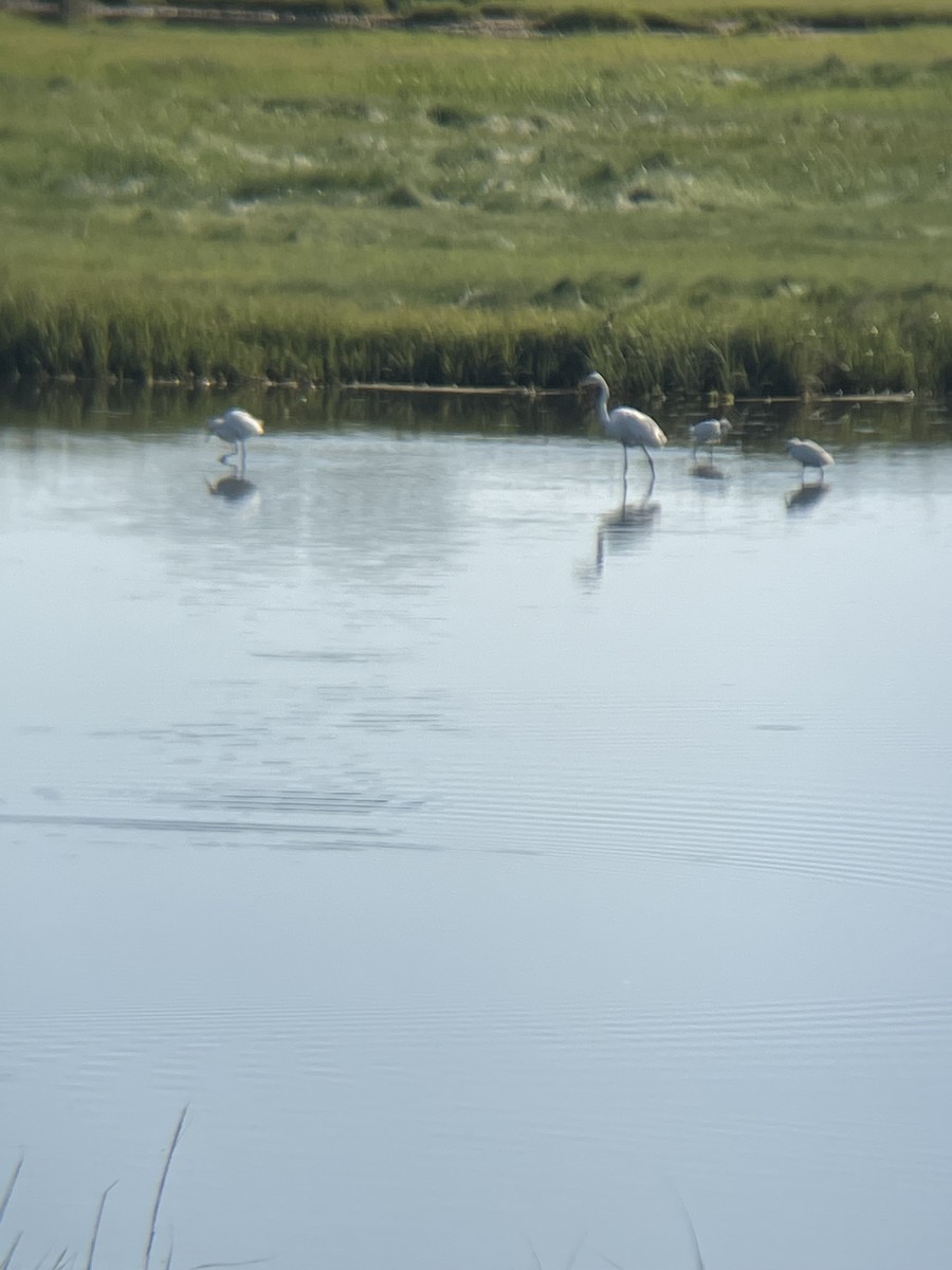 Great Egret - ML639156859