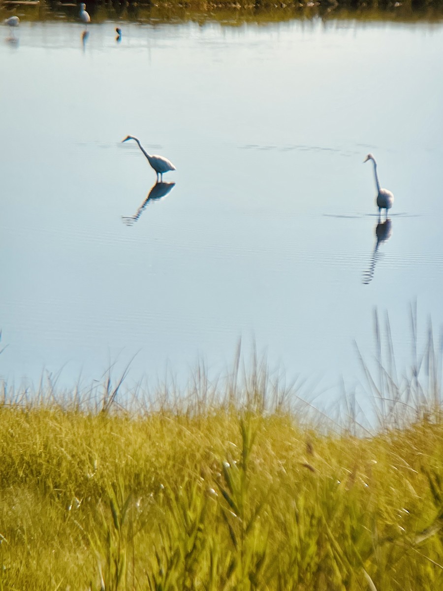 Great Egret - ML639156860