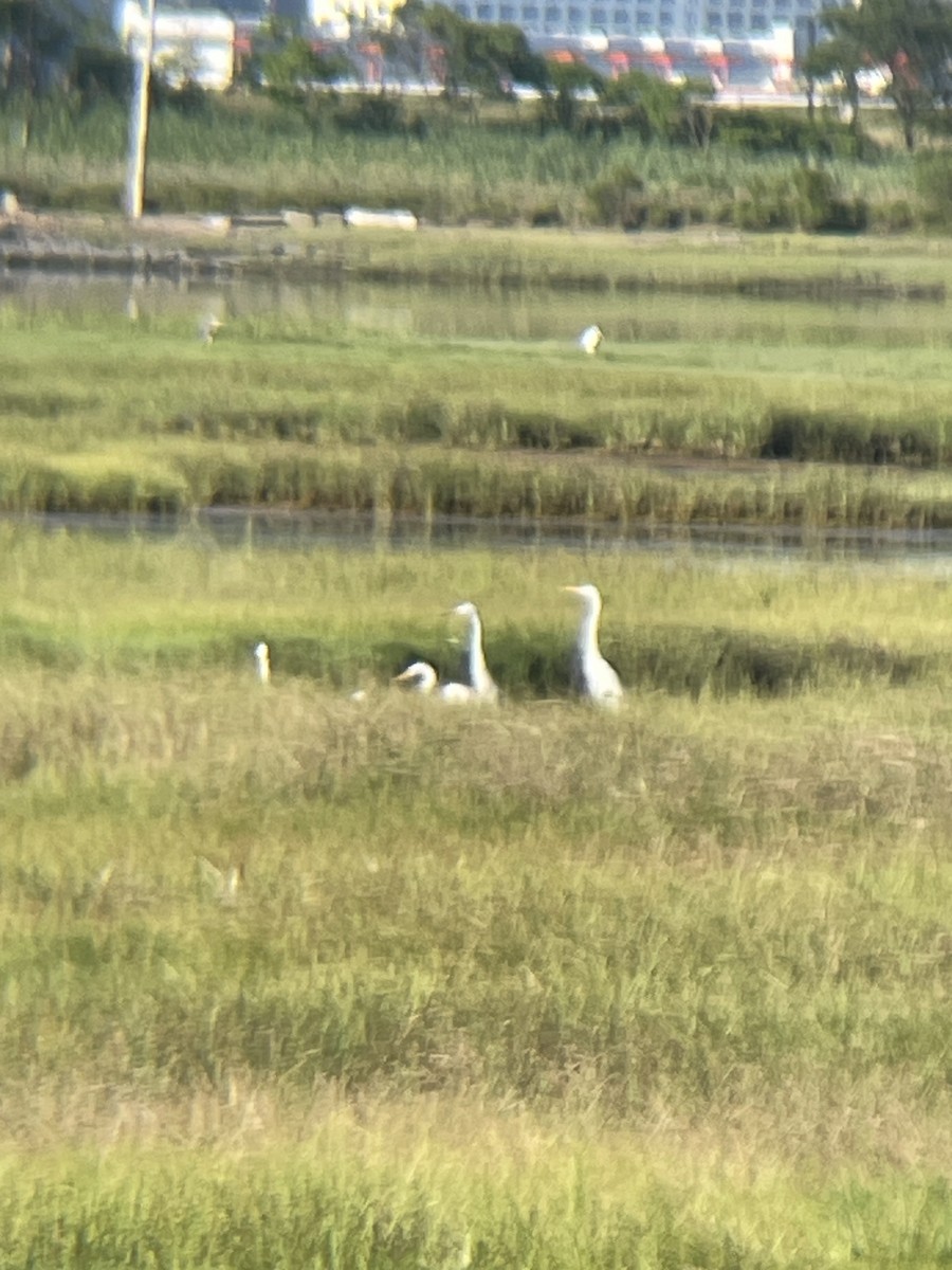Great Egret - ML639156861