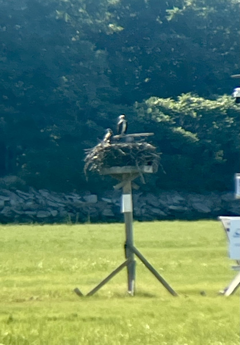 Osprey - ML639156879