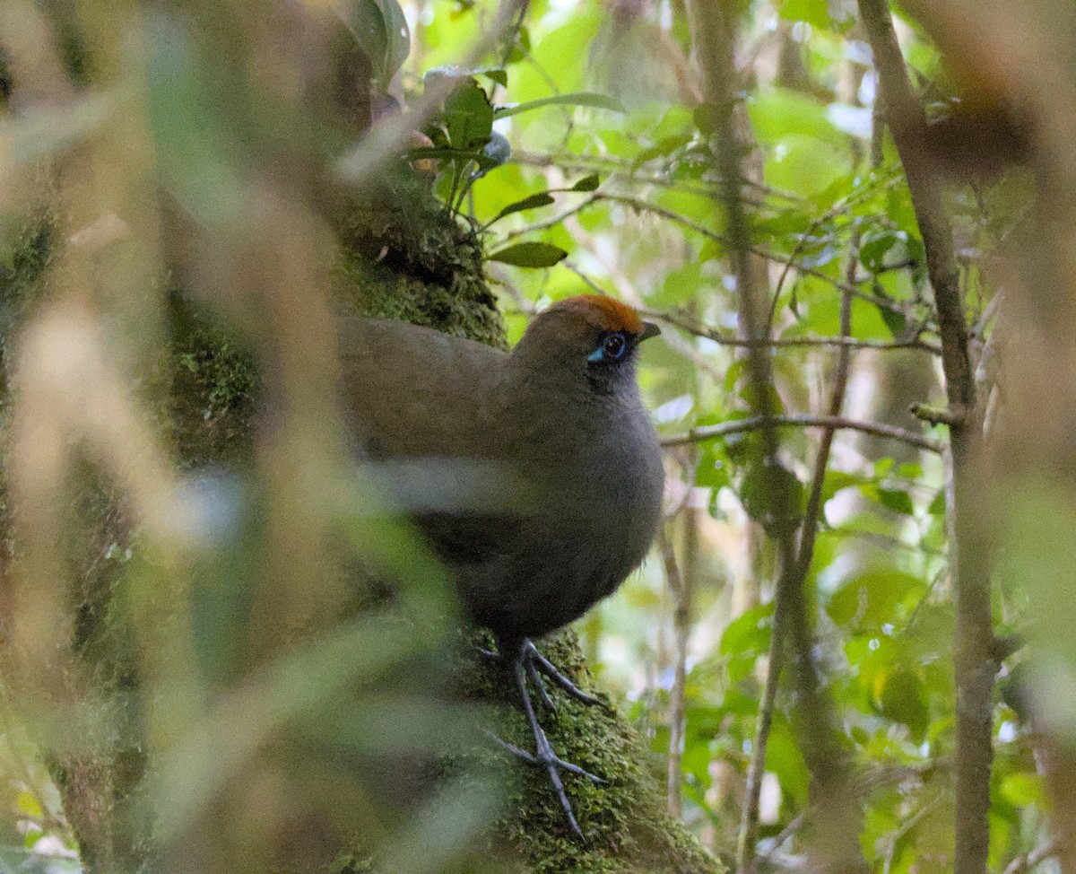 Red-fronted Coua - ML639157111
