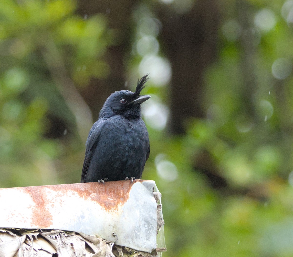 Crested Drongo - ML639157152