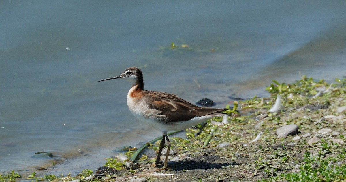 Wilson's Phalarope - ML639157154