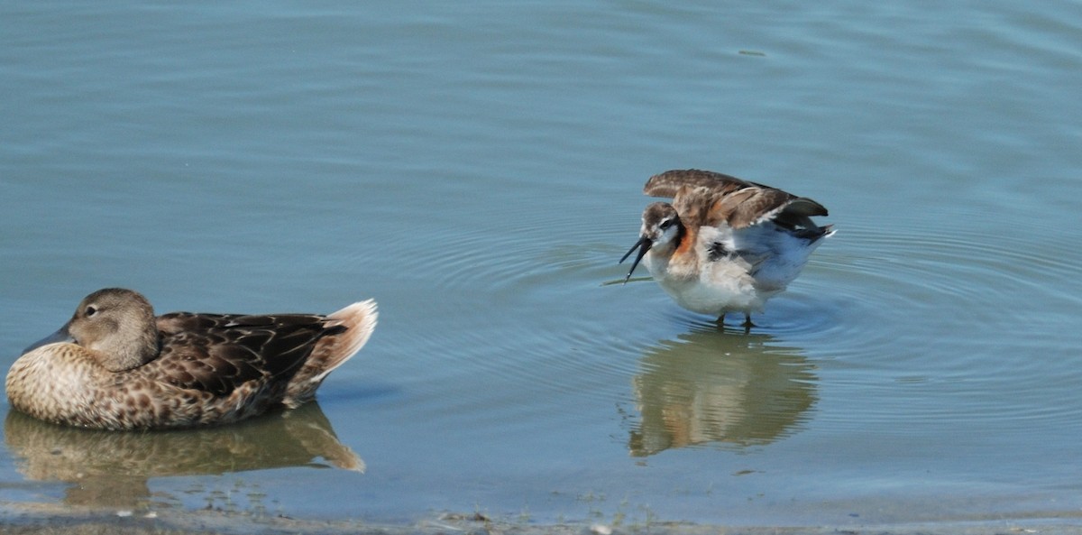 Wilson's Phalarope - ML639157180