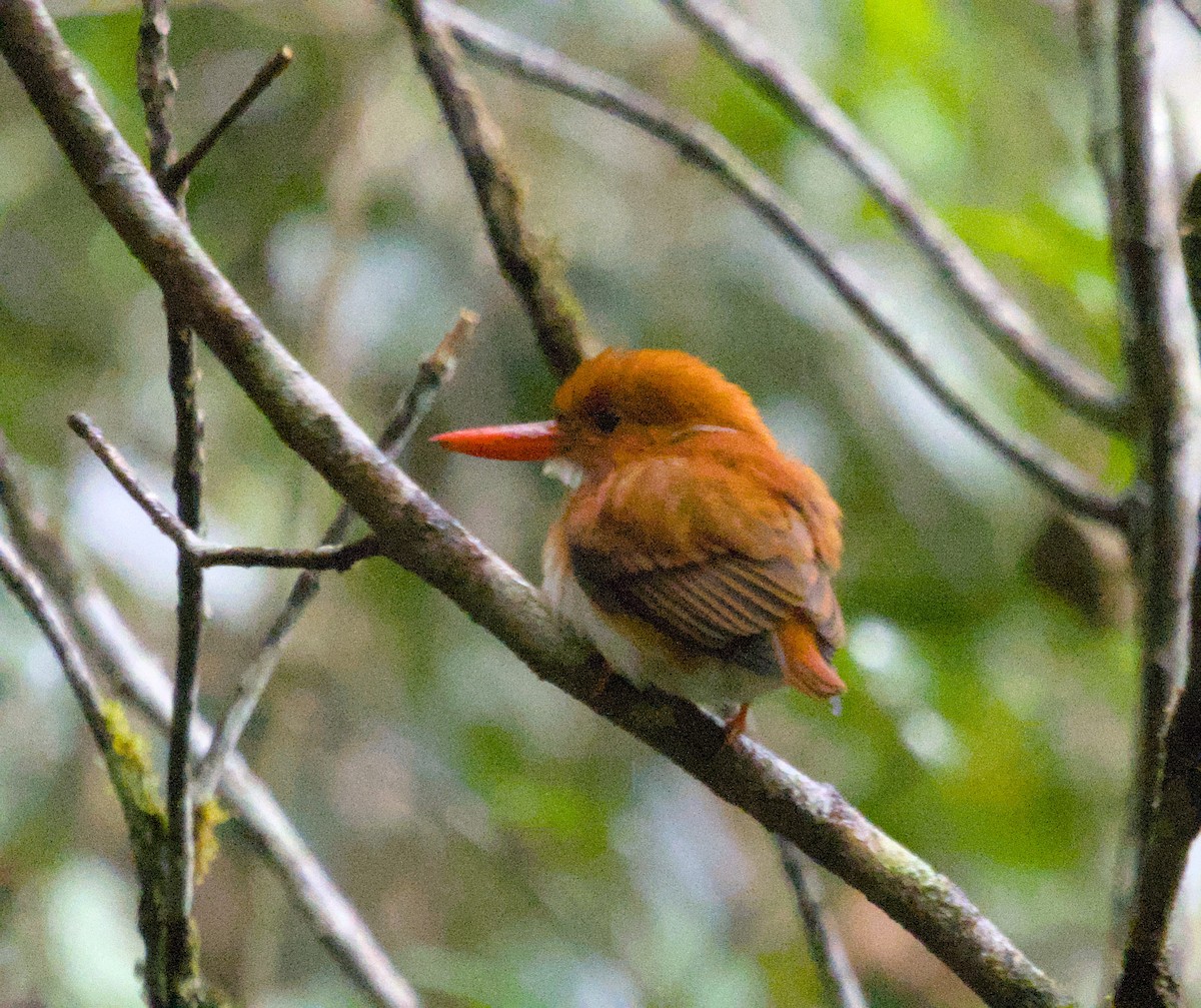 Martin-pêcheur malgache - ML639157187