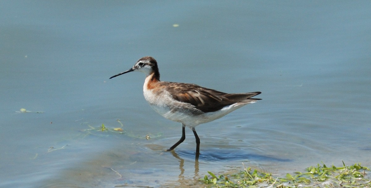 Wilson's Phalarope - ML639157190