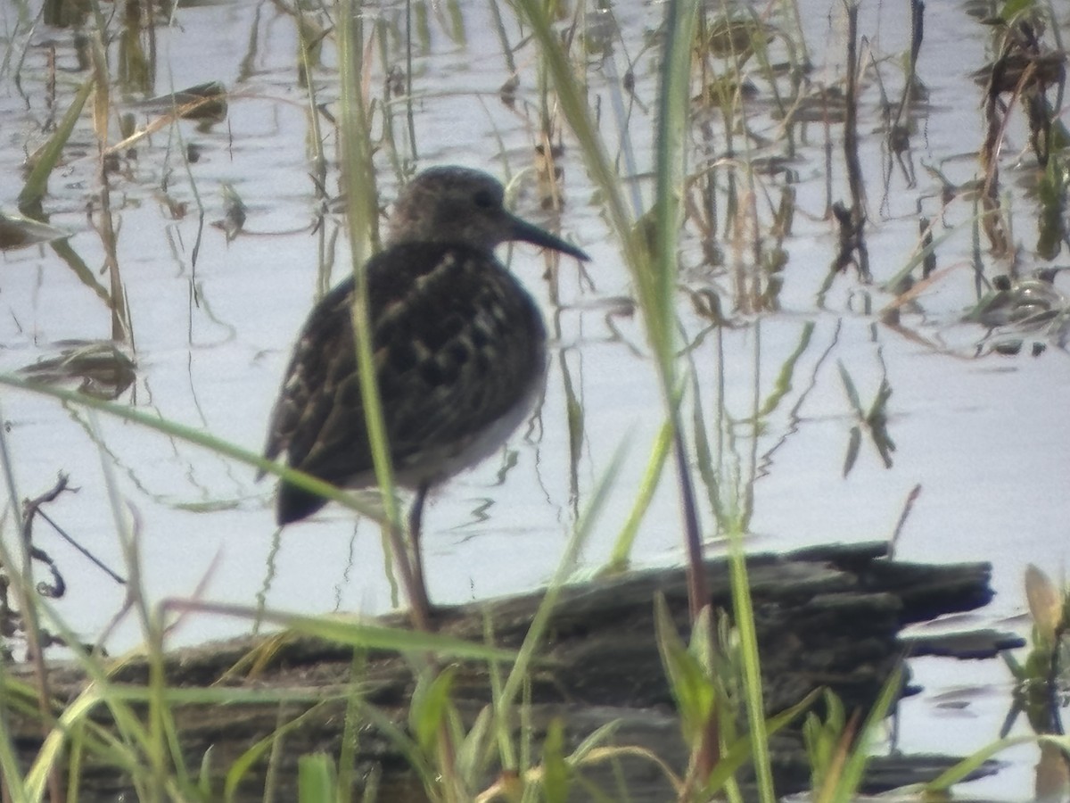 pygmésnipe - ML639157268