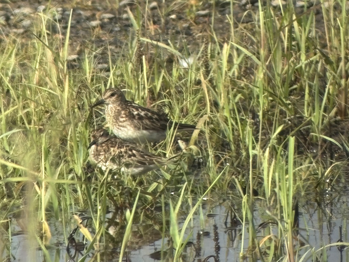 pygmésnipe - ML639157269