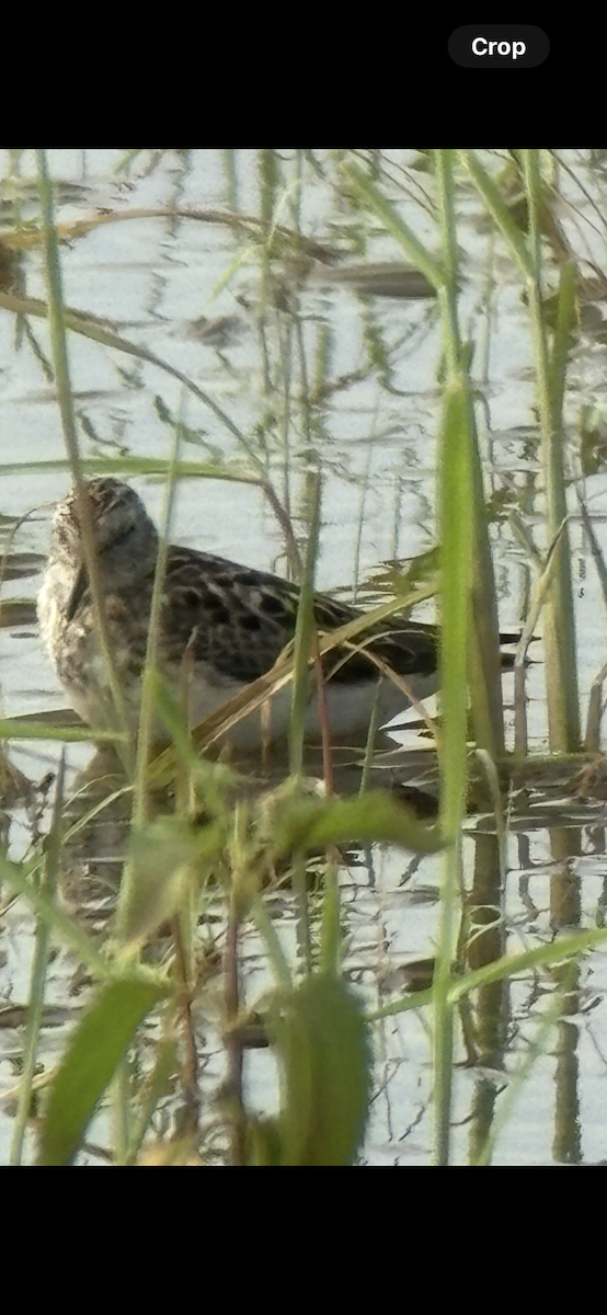 pygmésnipe - ML639157270