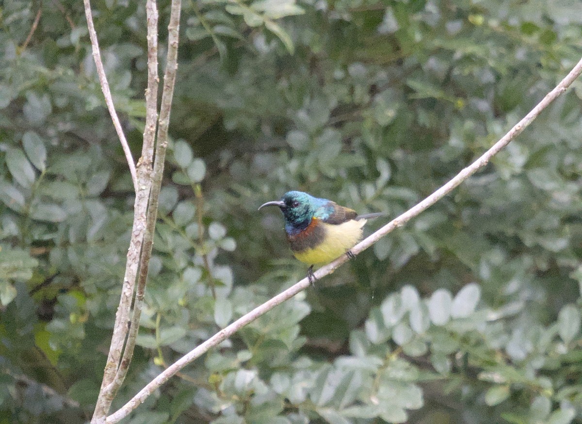 Souimanga Sunbird - ML639157284