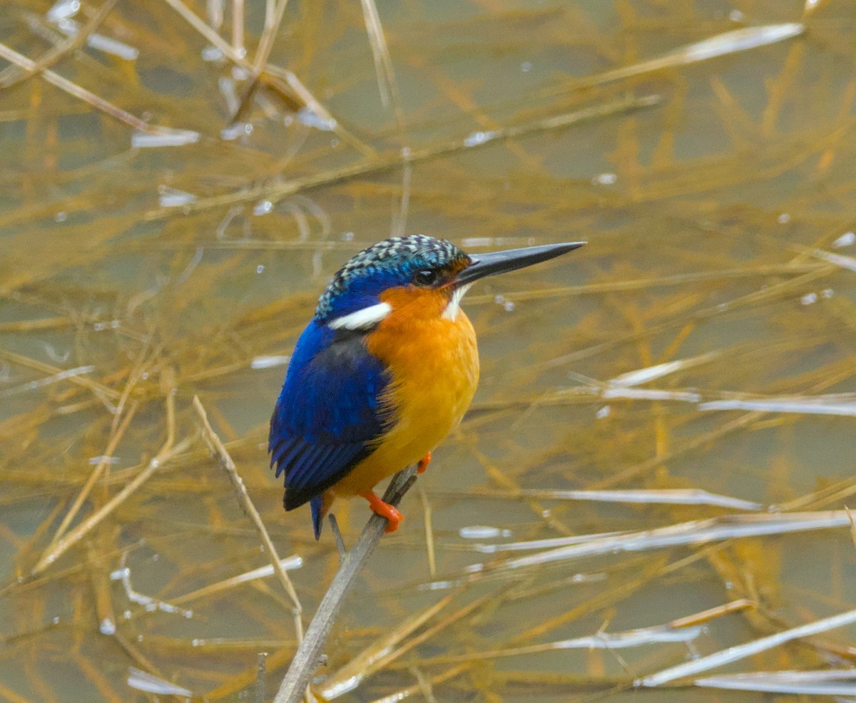 Malagasy Kingfisher - ML639157377