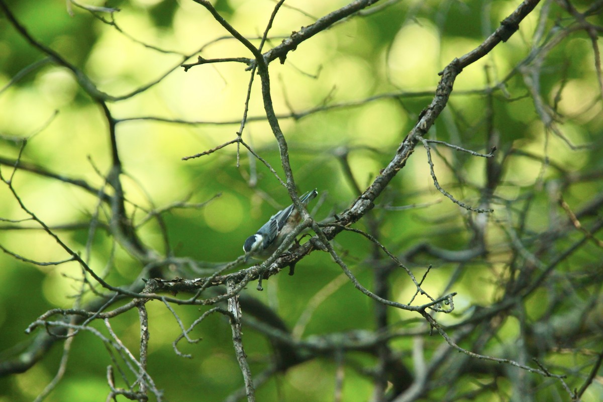 White-breasted Nuthatch - ML639157501