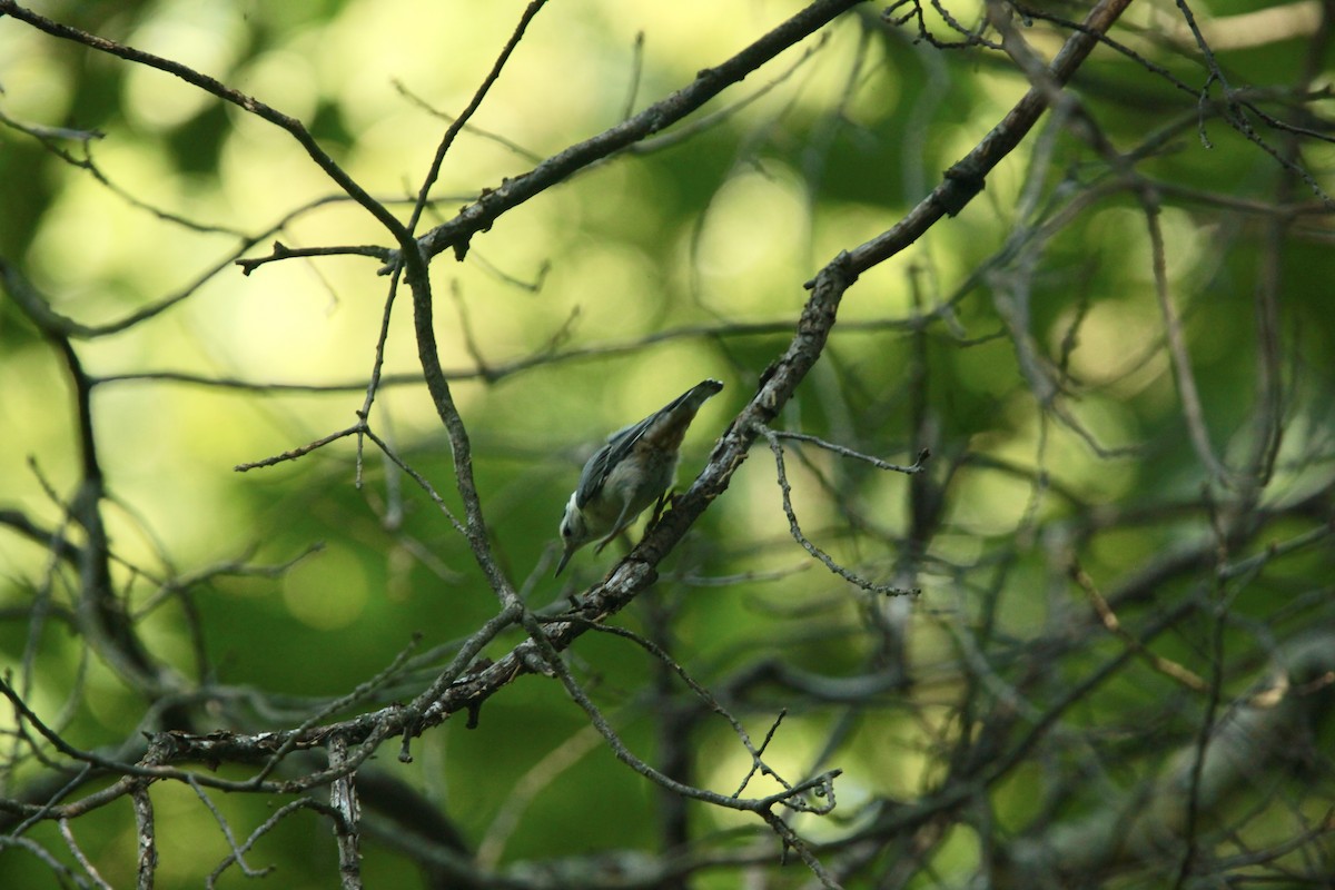 White-breasted Nuthatch - ML639157502