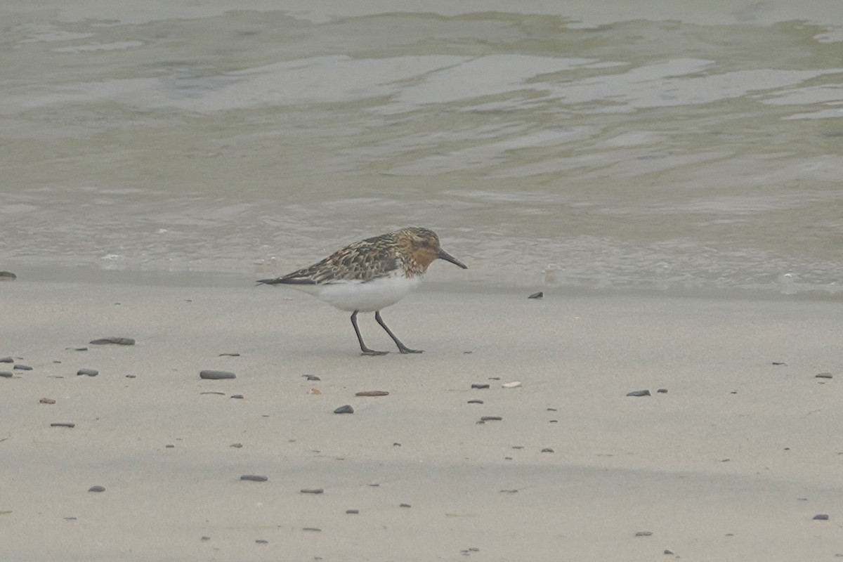 Sanderling - ML639157533