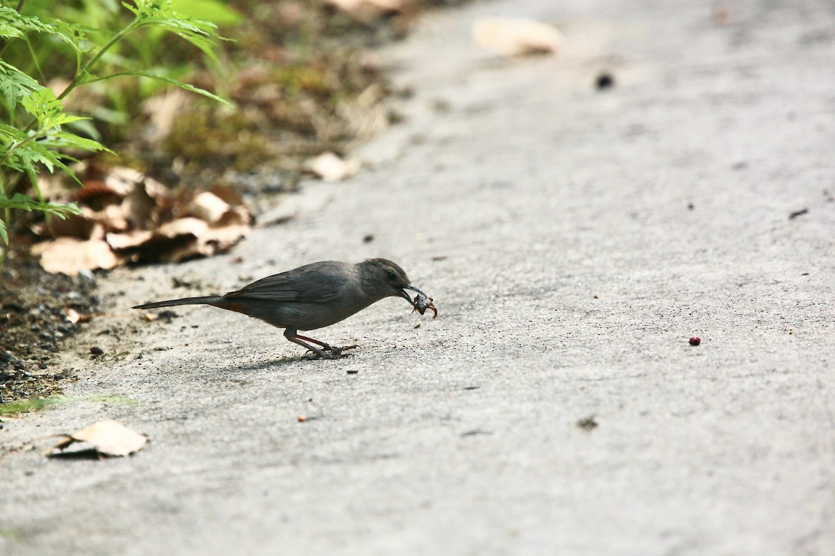 Gray Catbird - ML639157541