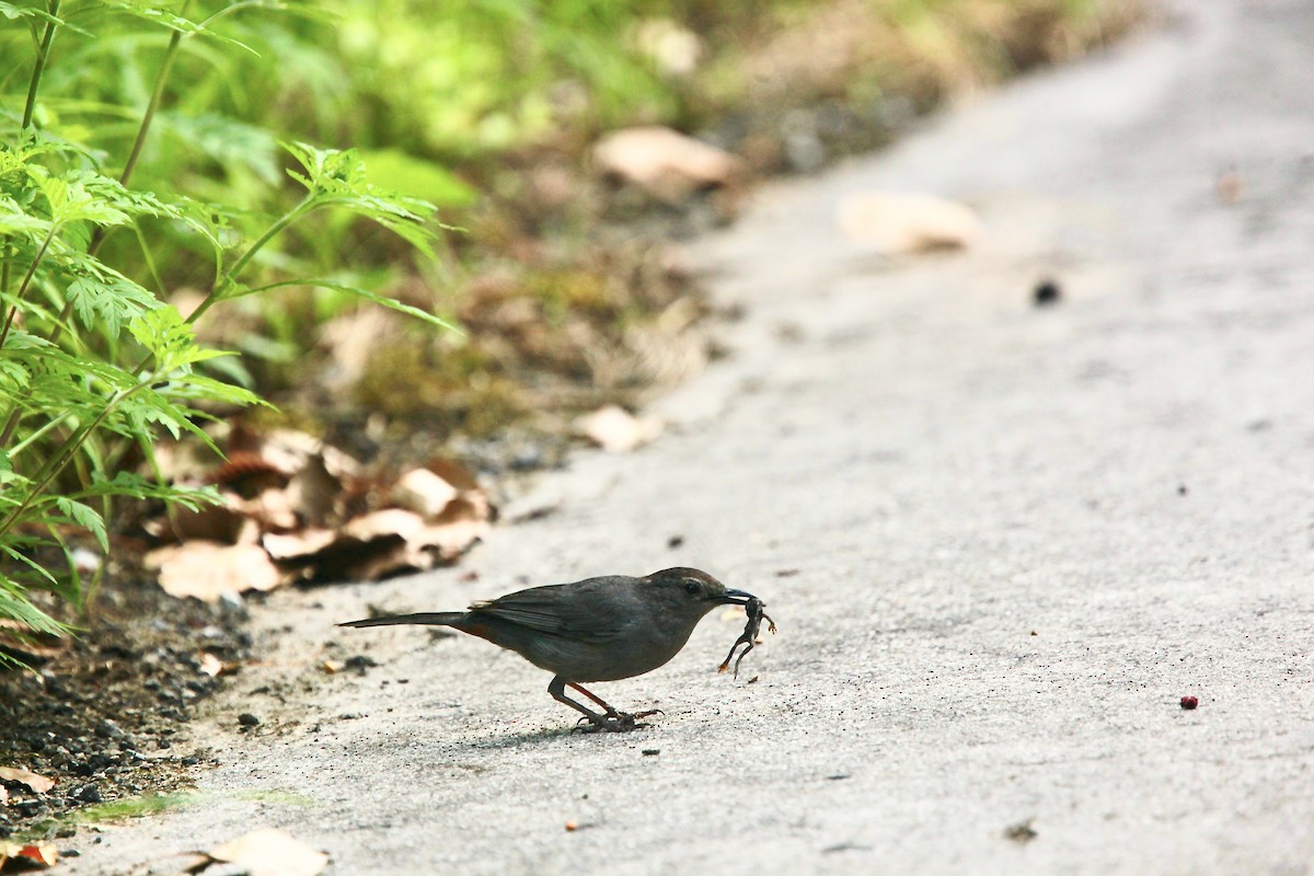 Gray Catbird - ML639157542