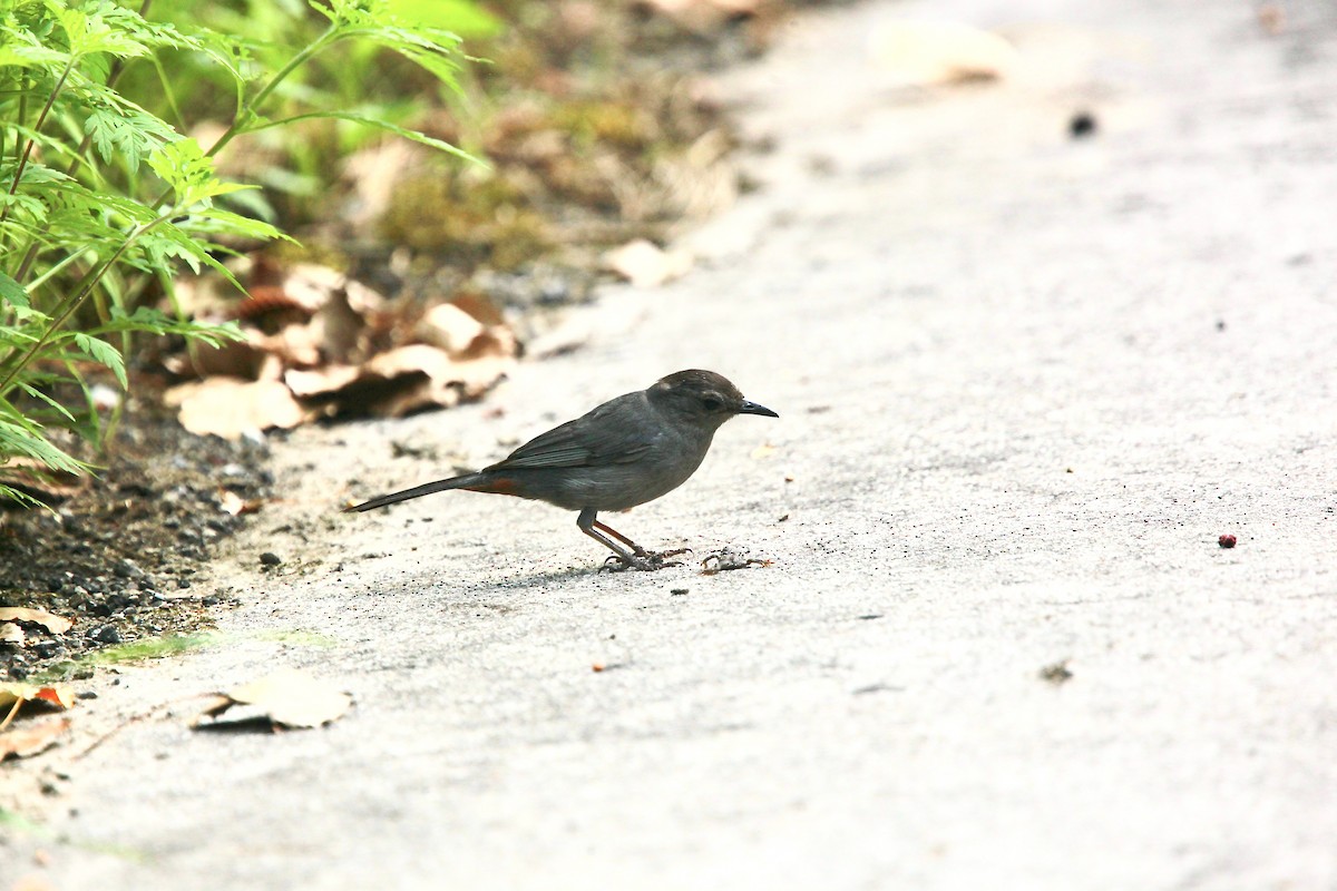 Gray Catbird - ML639157543