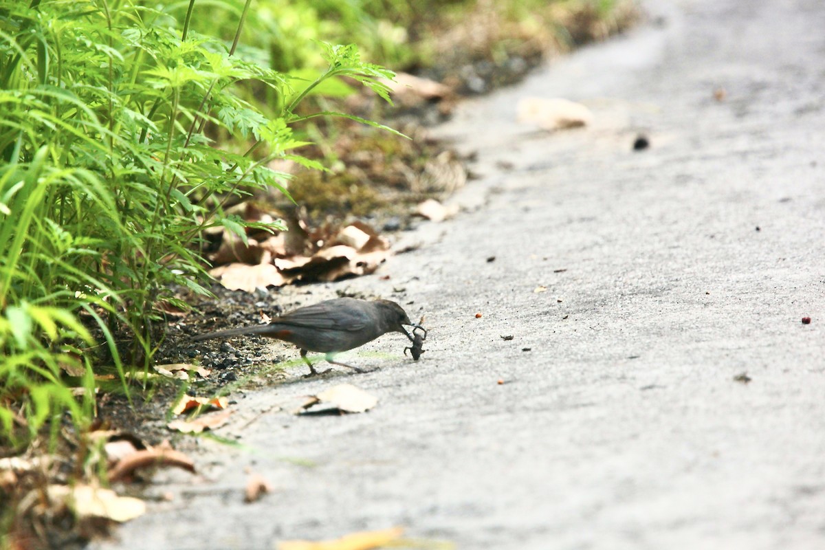 Gray Catbird - ML639157544