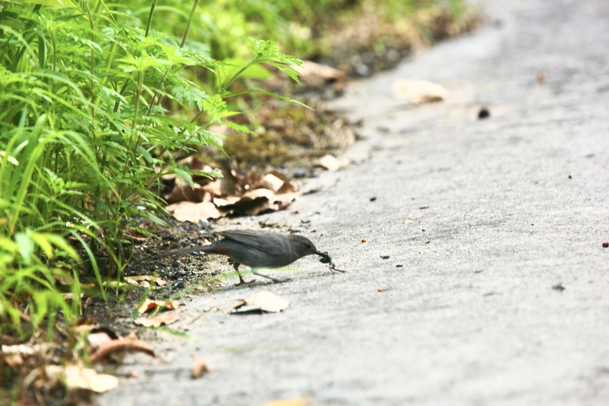 Gray Catbird - ML639157545