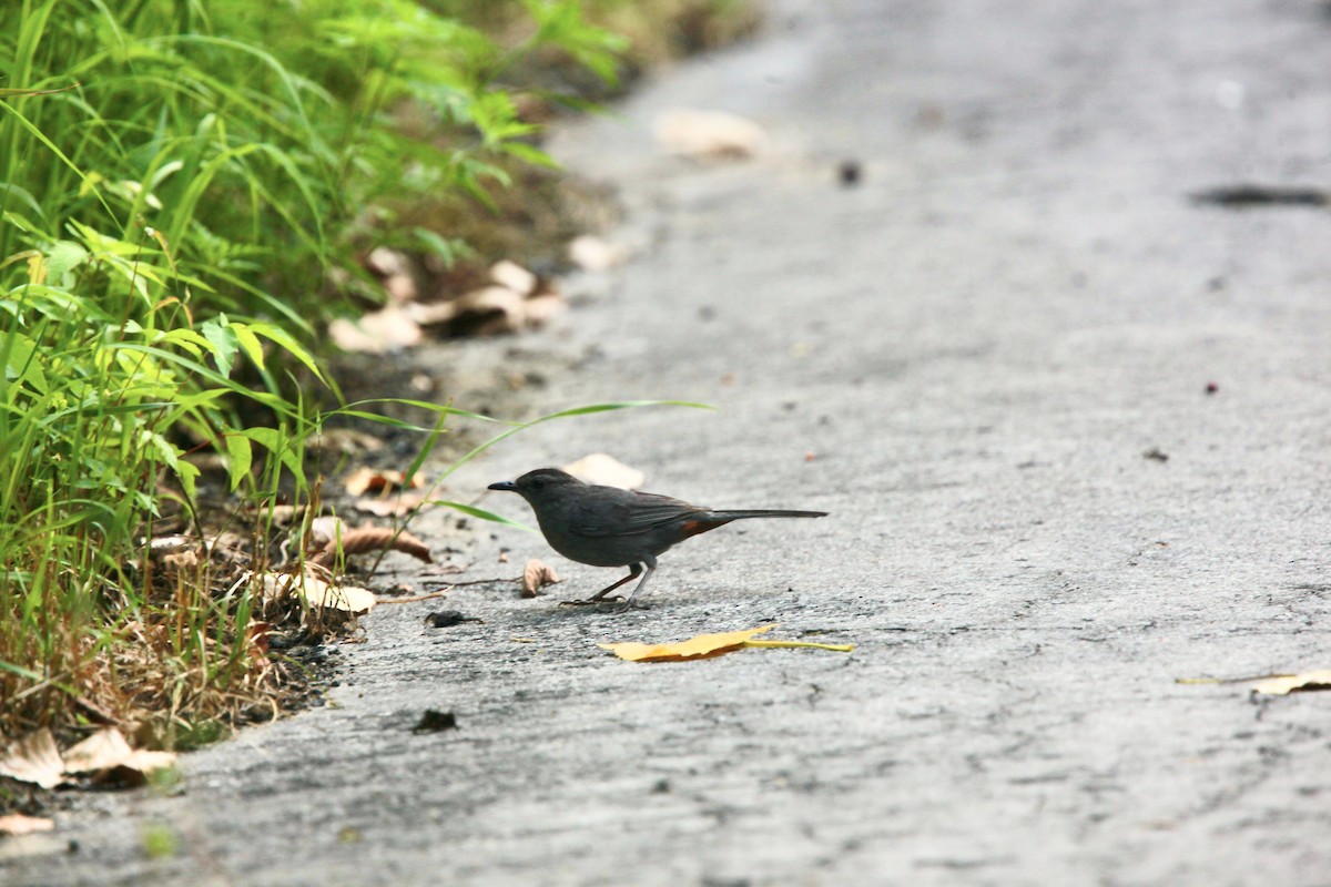 Gray Catbird - ML639157546