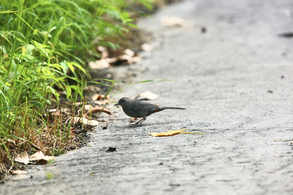 Gray Catbird - ML639157548