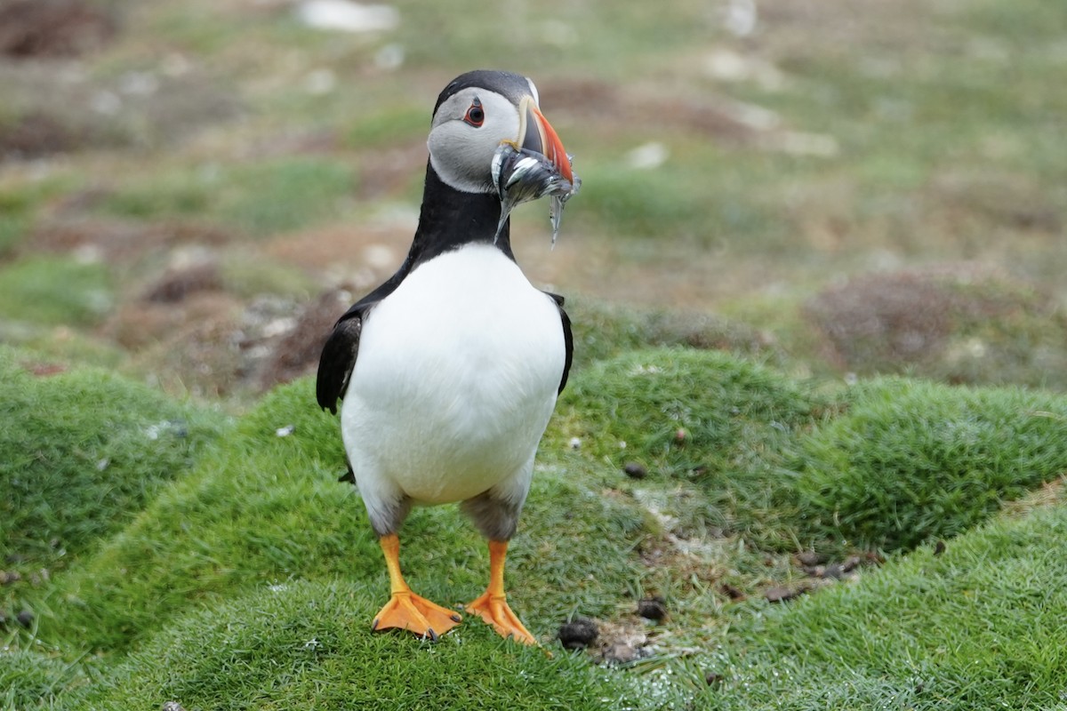 Atlantic Puffin - ML639157562