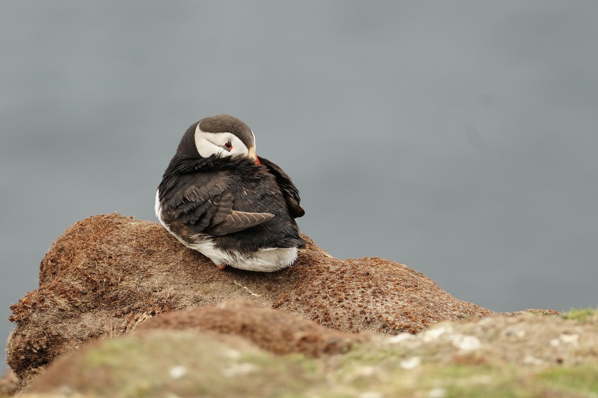 Atlantic Puffin - ML639157564