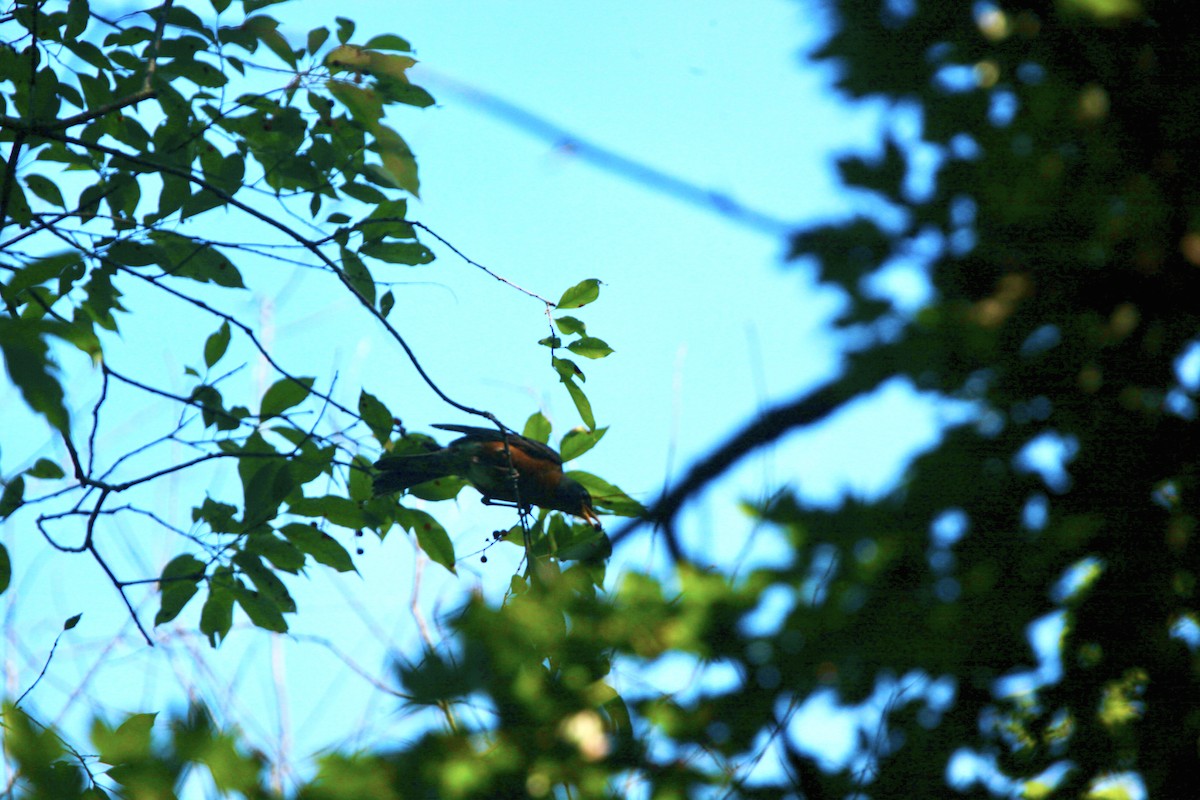 American Robin - ML639157566