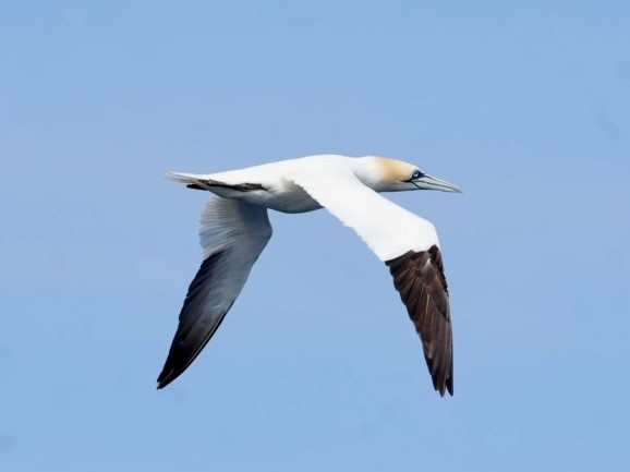 Northern Gannet - ML639157576