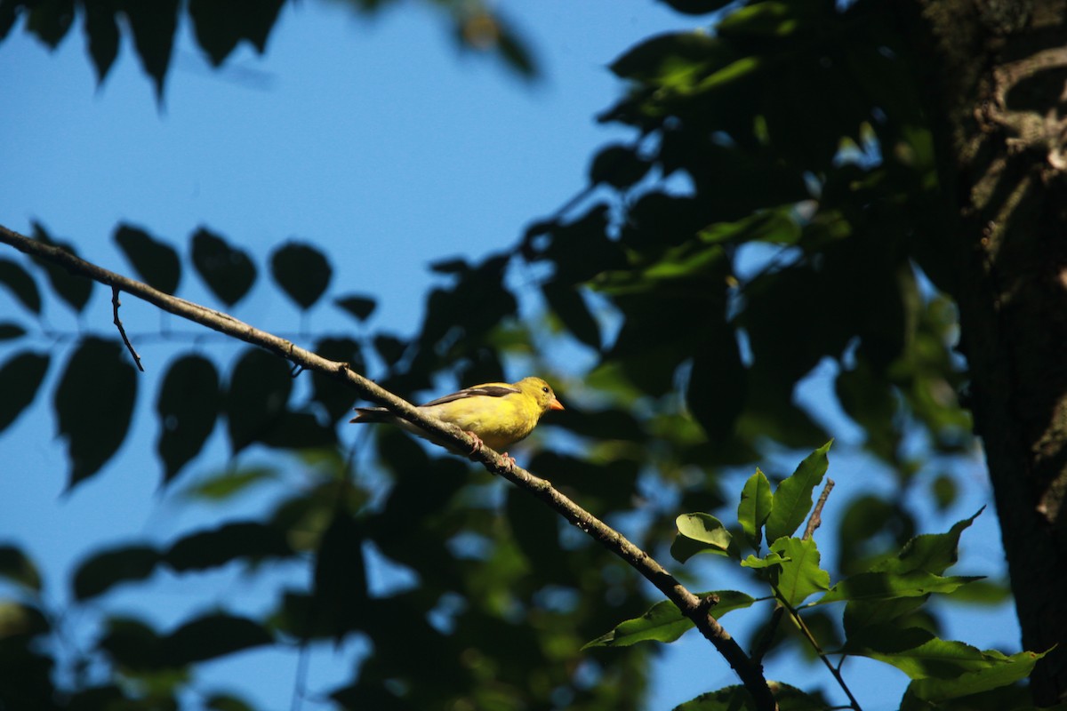 American Goldfinch - ML639157586